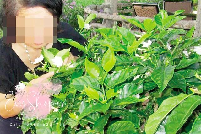 Lạ lùng cây tăng ham muốn “phòng the” cho gia chủ