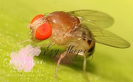 Ruồi Tây Ban Nha giúp 